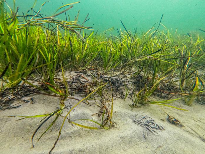 Seegraswiese mit Sediment