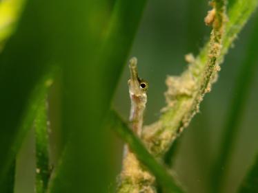 Baltic Seagrass Restoration Summit 2027
