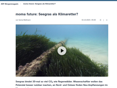 moma future: Seegras als Klimaretter?
