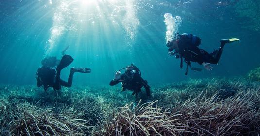 Gemeinsamer Tauchgang von Seegrasforschern (Symbolbild)
Credit: Dimitris Poursanidis / Ocean Image Bank