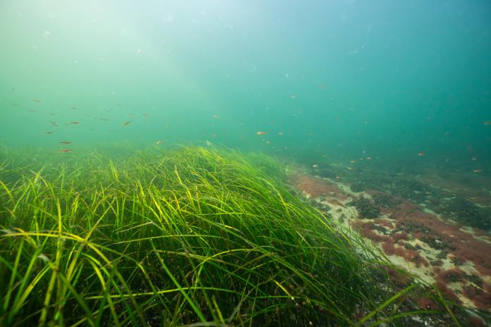 Seegraswiese unter Wasser
